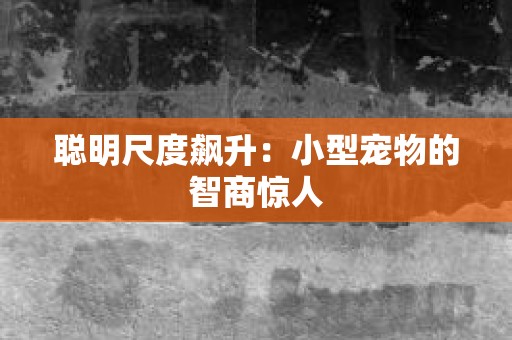 聪明尺度飙升：小型宠物的智商惊人