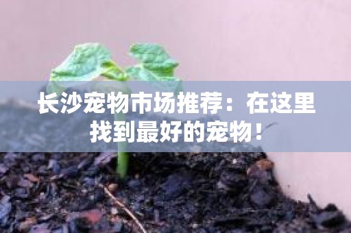 长沙宠物市场推荐：在这里找到最好的宠物！