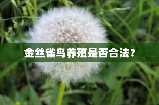 金丝雀鸟养殖是否合法？