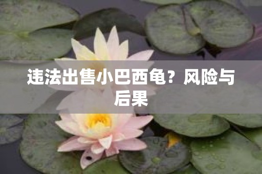 违法出售小巴西龟？风险与后果