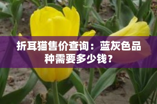 折耳猫售价查询：蓝灰色品种需要多少钱？