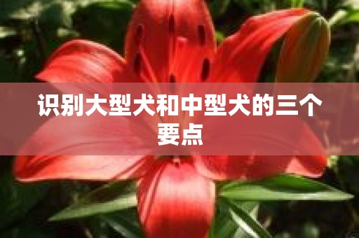 识别大型犬和中型犬的三个要点