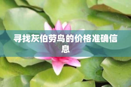 寻找灰伯劳鸟的价格准确信息