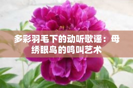 多彩羽毛下的动听歌谣：母绣眼鸟的鸣叫艺术