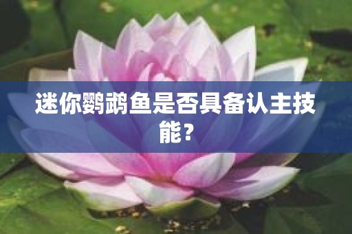 迷你鹦鹉鱼是否具备认主技能？