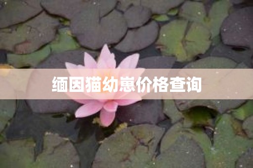 缅因猫幼崽价格查询