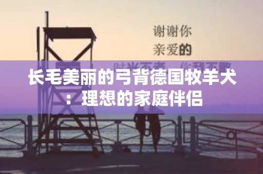 长毛美丽的弓背德国牧羊犬：理想的家庭伴侣