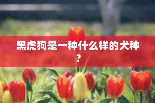 黑虎狗是一种什么样的犬种？