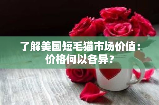 了解美国短毛猫市场价值：价格何以各异？