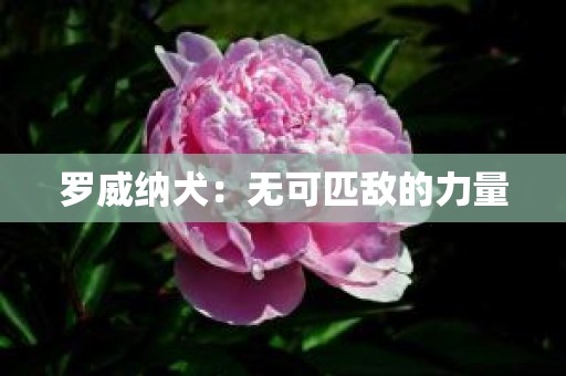 罗威纳犬：无可匹敌的力量