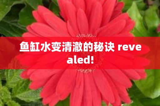 鱼缸水变清澈的秘诀 revealed!