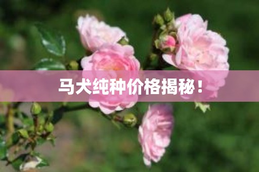 马犬纯种价格揭秘！