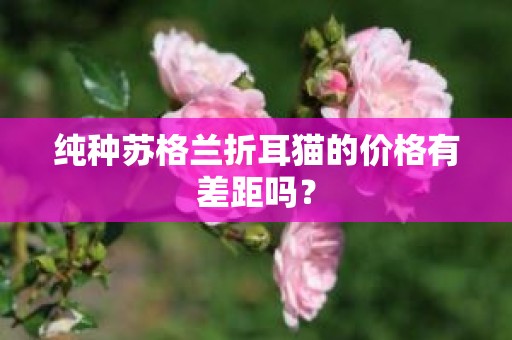 纯种苏格兰折耳猫的价格有差距吗？