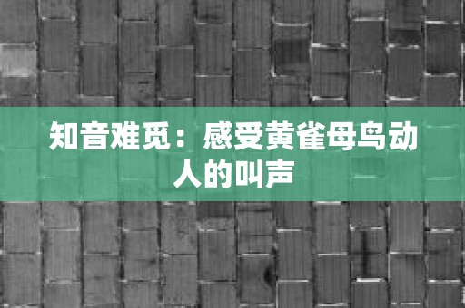 知音难觅：感受黄雀母鸟动人的叫声