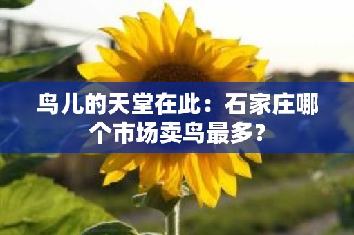 鸟儿的天堂在此：石家庄哪个市场卖鸟最多？