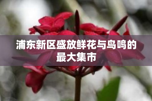 浦东新区盛放鲜花与鸟鸣的最大集市