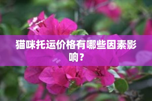 猫咪托运价格有哪些因素影响？