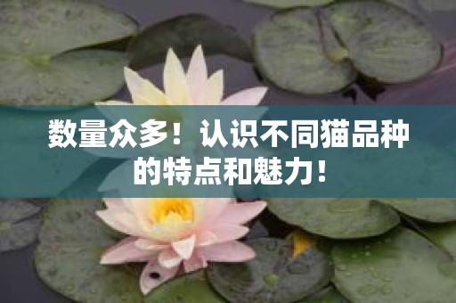 数量众多！认识不同猫品种的特点和魅力！