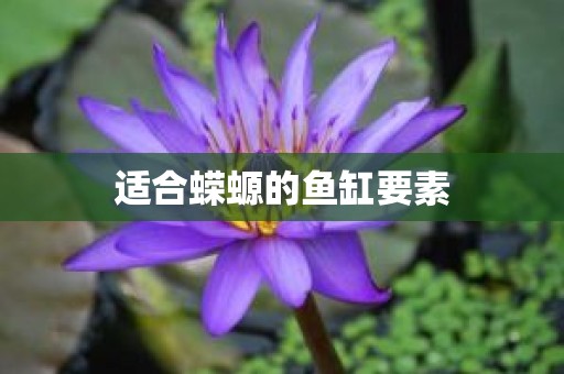 适合蝾螈的鱼缸要素