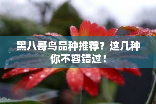 黑八哥鸟品种推荐？这几种你不容错过！
