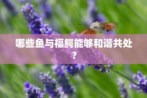 哪些鱼与福鳄能够和谐共处？