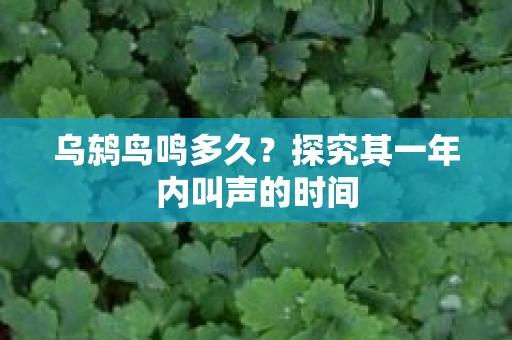 乌鸫鸟鸣多久？探究其一年内叫声的时间