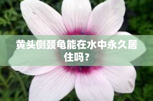 黄头侧颈龟能在水中永久居住吗？