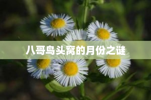 八哥鸟头窝的月份之谜