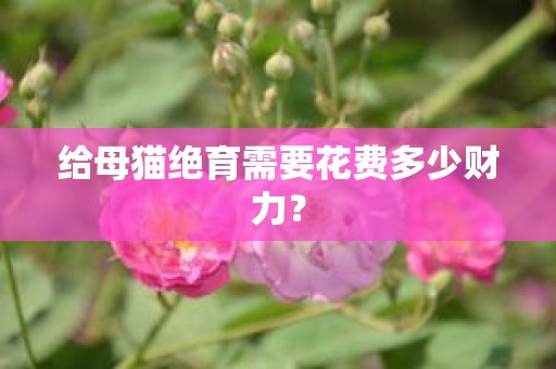 给母猫绝育需要花费多少财力？