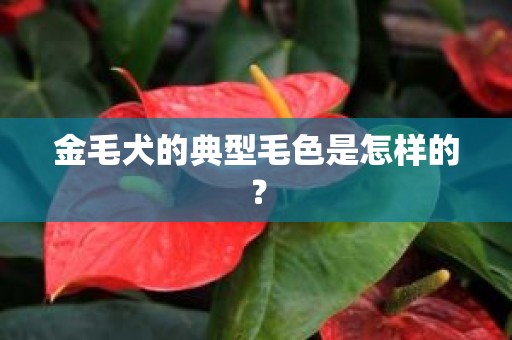 金毛犬的典型毛色是怎样的？