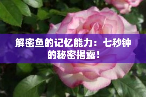 解密鱼的记忆能力：七秒钟的秘密揭露！