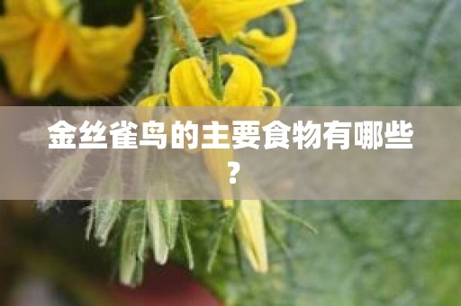 金丝雀鸟的主要食物有哪些？