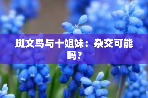 斑文鸟与十姐妹：杂交可能吗？