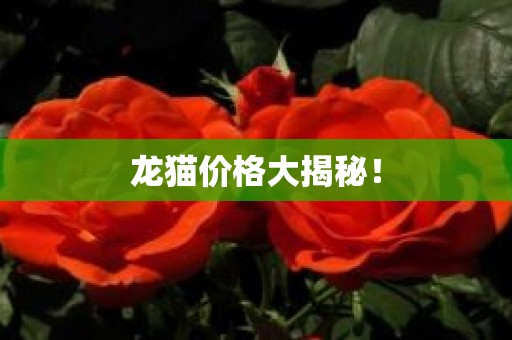 龙猫价格大揭秘！