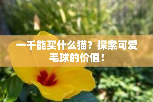 一千能买什么猫？探索可爱毛球的价值！