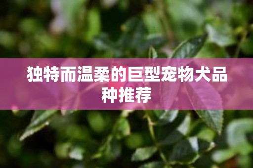 独特而温柔的巨型宠物犬品种推荐