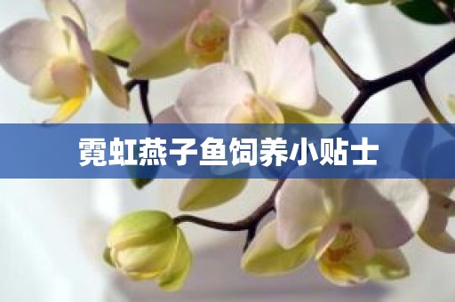 霓虹燕子鱼饲养小贴士