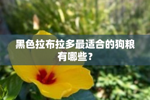黑色拉布拉多最适合的狗粮有哪些？