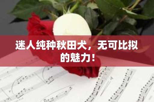 迷人纯种秋田犬，无可比拟的魅力！