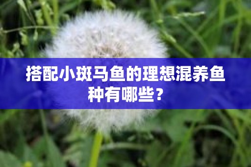 搭配小斑马鱼的理想混养鱼种有哪些？