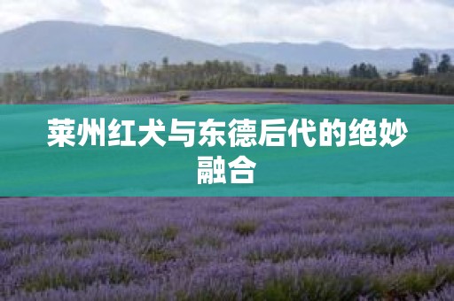 莱州红犬与东德后代的绝妙融合