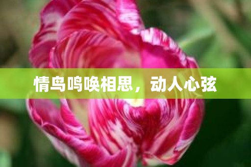 情鸟鸣唤相思，动人心弦