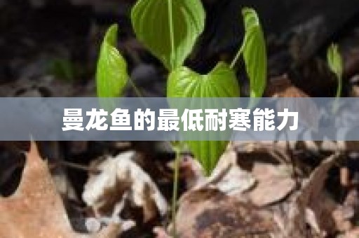 曼龙鱼的最低耐寒能力