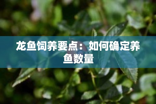 龙鱼饲养要点：如何确定养鱼数量