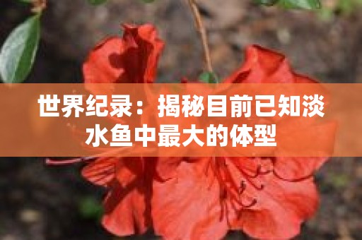 世界纪录：揭秘目前已知淡水鱼中最大的体型