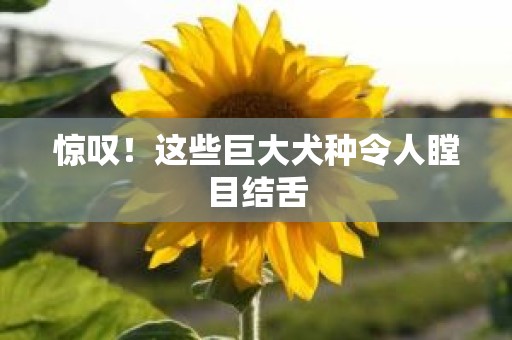 惊叹！这些巨大犬种令人瞠目结舌