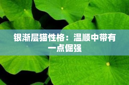 银渐层猫性格：温顺中带有一点倔强