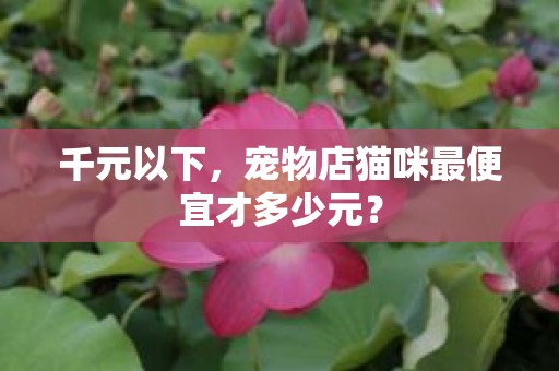 千元以下，宠物店猫咪最便宜才多少元？