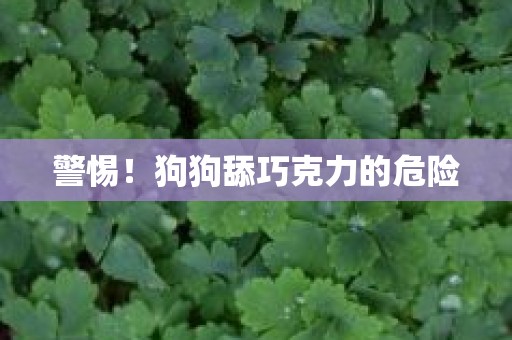 警惕！狗狗舔巧克力的危险