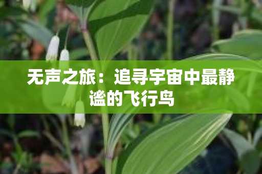 无声之旅：追寻宇宙中最静谧的飞行鸟